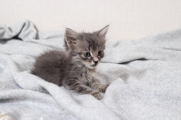 Милый маленький худенький котенок в возрасте месяца кошка сидит на одеяле