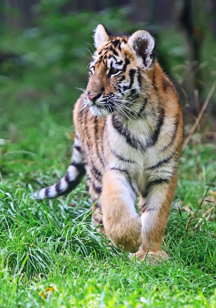 Cute little tiger playing in the grass