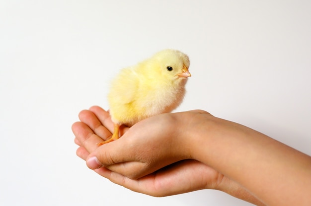 Cute little tiny newborn yellow baby chick in kid's hands on white background