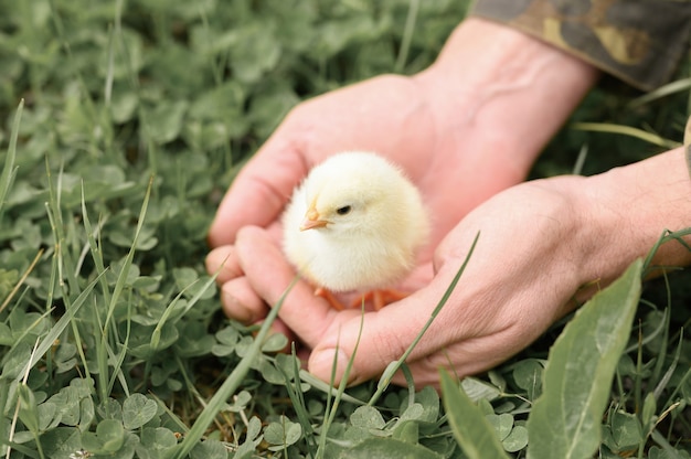 Cute little tiny newborn yellow baby chick in male hands of farmer on green grass surface