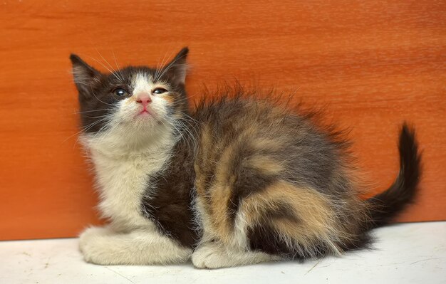 Cute little tricolor fluffy kitten close up