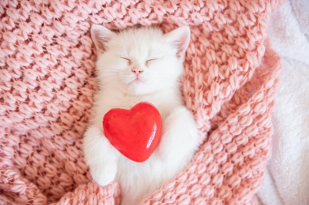 Cute little white British kitten sleep on plaid blanket heart Concept of adorable pets