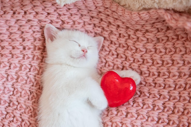 Carino piccolo gattino britannico bianco dormire sul plaid cuore coperta concetto di adorabili animali domestici