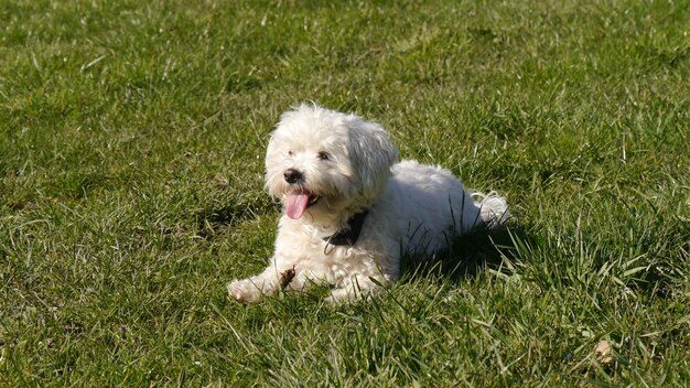 Cute little white dog laying on grass