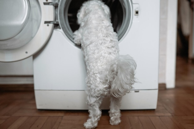 Cute little white dog looking in to washing machine