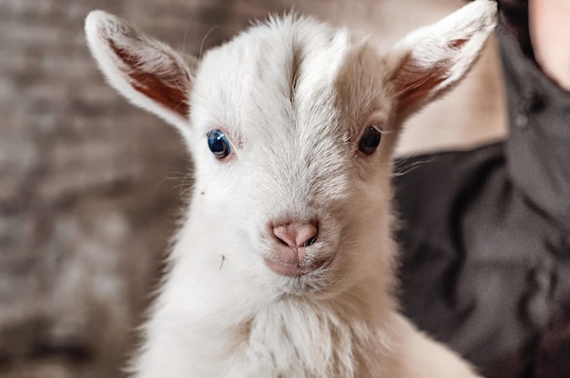 Photo cute little white goat looks at camera funny pets
