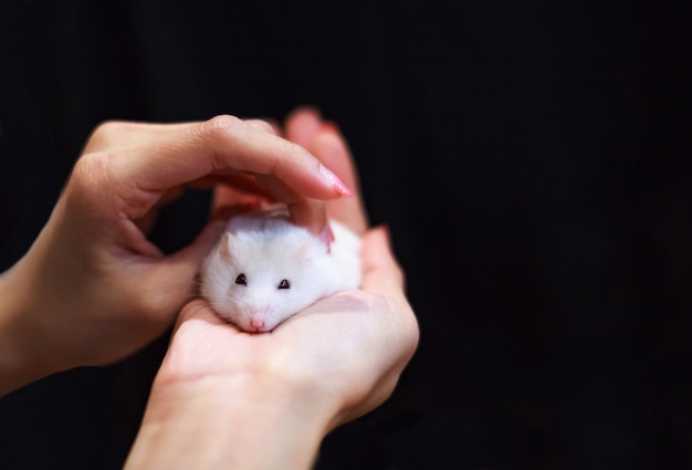 Photo cute little white hamster on a hand