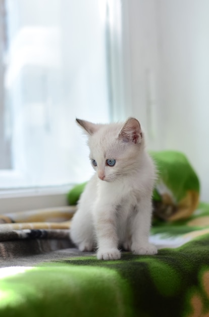 Cute little white kitten sitting on a window sill