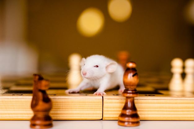 Cute little white rat with big ears siting on the chess board