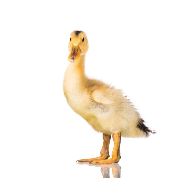 Photo cute little yellow newborn duckling isolated on white background newly hatched duckling on a chicken farm