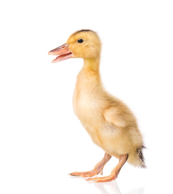 Cute little yellow newborn duckling isolated on white background Newly hatched duckling on a chicken farm