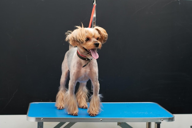 A cute little Yorkshire Terrier dog in a grooming studio stands on a table tied to a bracket with a red ring