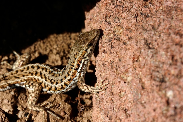 Cute lizard in nature closeup