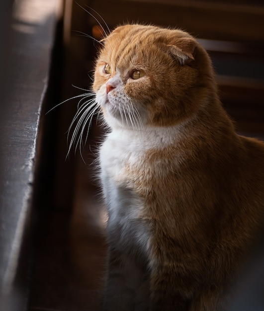 かわいい孤独な猫が座って外を見て、