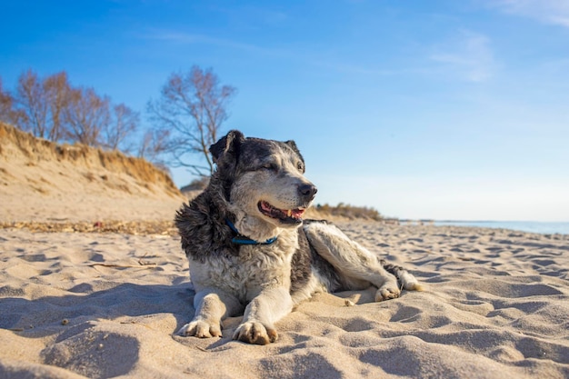 かわいい孤独な犬は海の近くのビーチに横たわっていますホームレス犬は砂の上で休んでいます