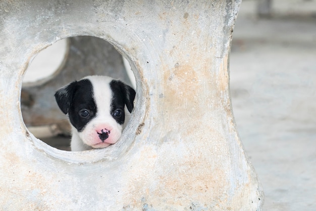 Cucciolo di cane solo sveglio del bulldog francese che guarda dalla finestra