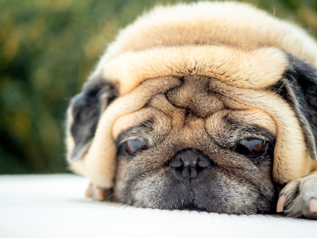 Photo cute lonely pug dog