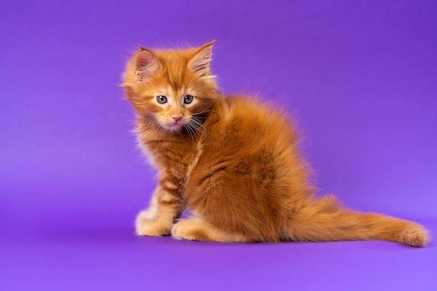 Simpatico gatto a pelo lungo di coon cat seduto con la coda spiegata su sfondo viola e guardando in basso