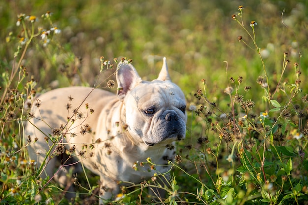 Cute looking bulldog standing at grass field.