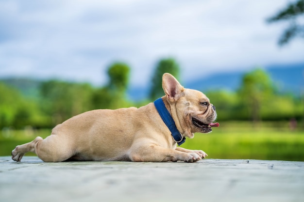 Cute looking french bulldog 