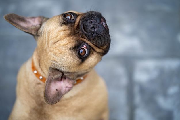 cute looking french bulldog