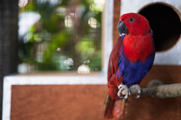 Cute looking macaw in the cage.