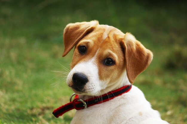 写真 子犬のかわいい顔