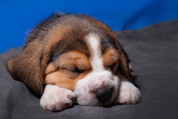 Cute and lovely beagle puppy is sleeping alone, pets, animal care concept.