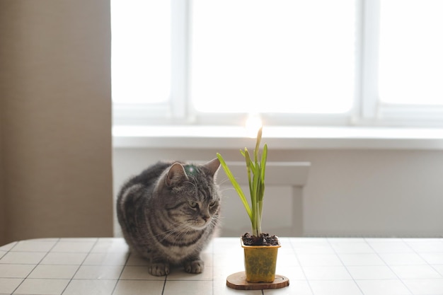 cute lovely cat and flower in pot Gardening Spring and Easter concept