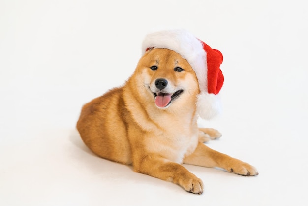 白い背景で隔離のクリスマス帽子ポーズかわいい横になっている犬柴犬