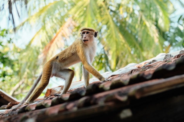 Cute Macaca Sinica Monkey on the Hut Roof