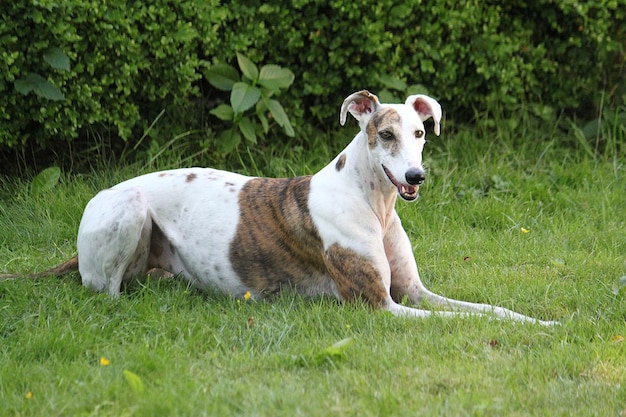 Cute Magyar agar dog lying on the grass