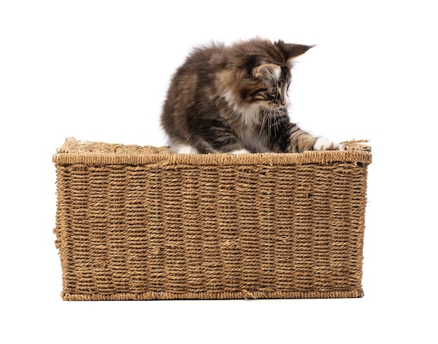 Cute maine coon cat playing on a wicker box