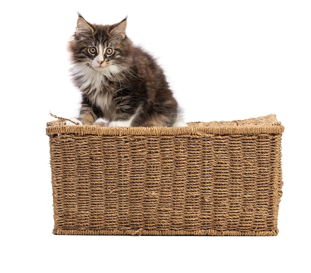 Cute maine coon cat playing on a wicker box