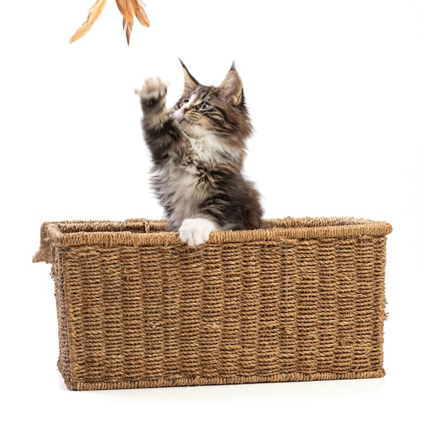 Cute maine coon cat playing on a wicker box