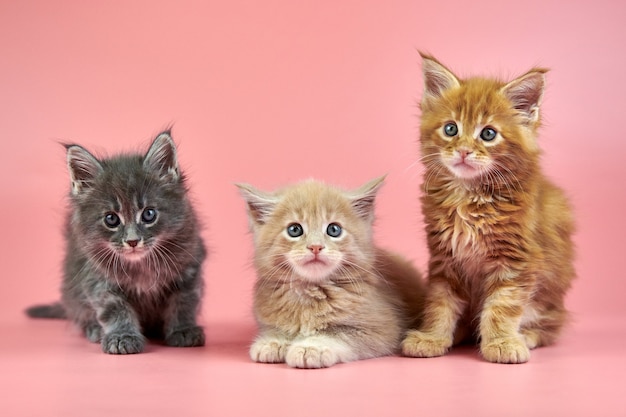 Cute Maine coon kittens