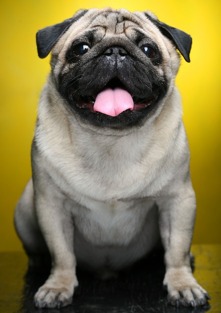 Cute Male Pug close up