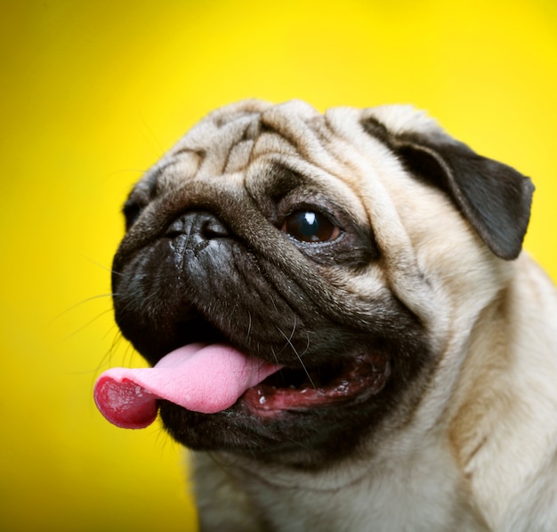 Cute Male Pug close up