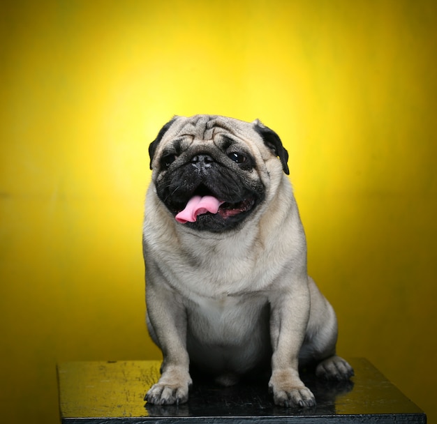 Cute Male Pug on yellow close up picture