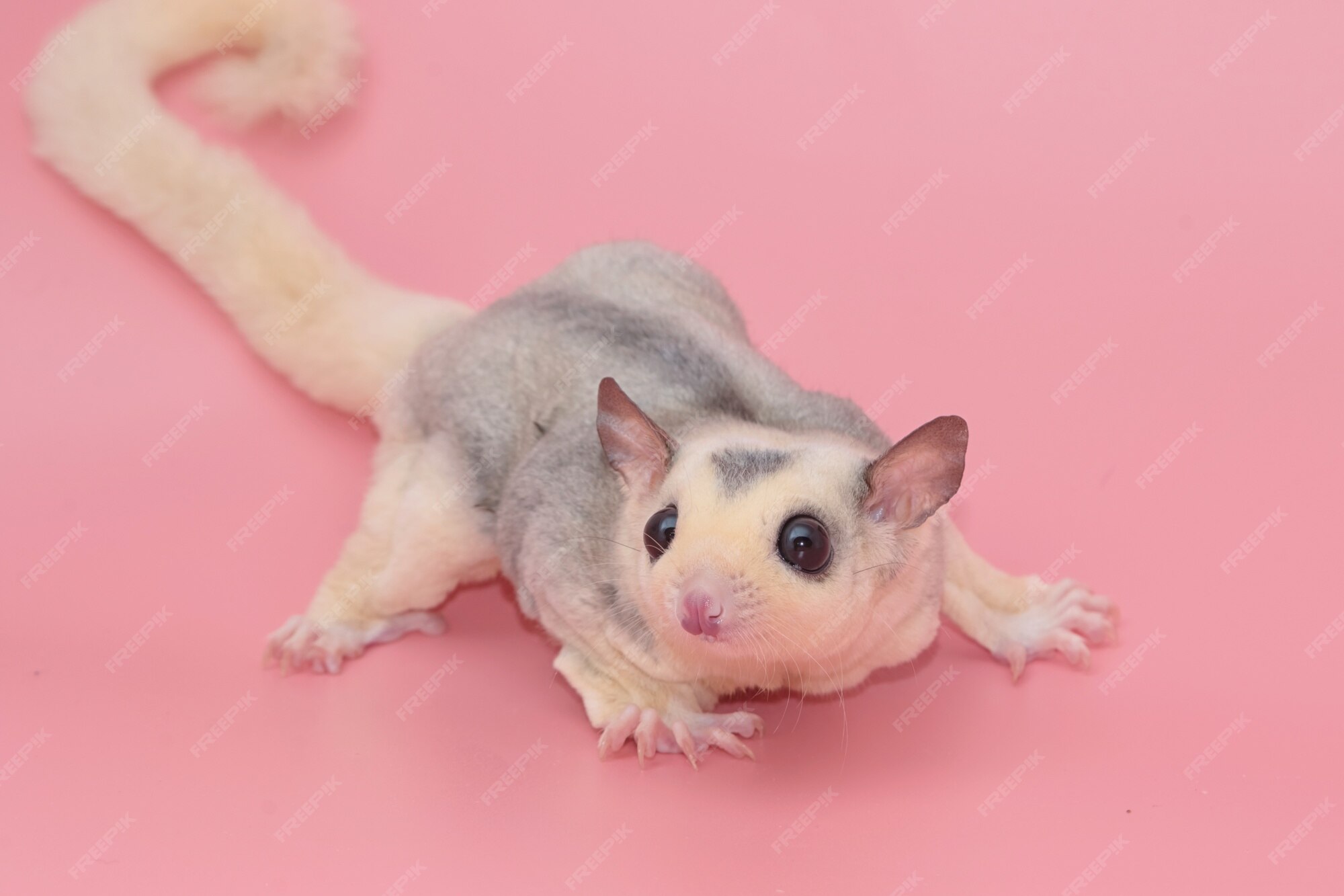 Premium Photo | Cute male sugar glider leucistic