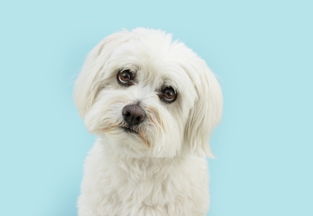 Cute maltese puppy dog with sad expression tilting head side. Isolated on blue background