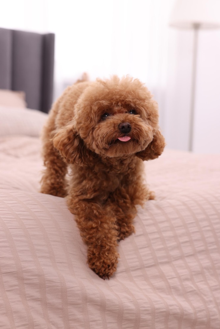 Photo 집에서 부드러운 침대에 귀여운 maltipoo 개 사랑스러운 애완 동물