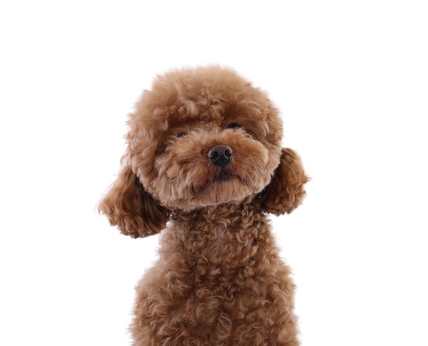 Cute Maltipoo dog on white background Lovely pet