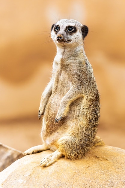 Cute Meerkat Sitting Up on Rock