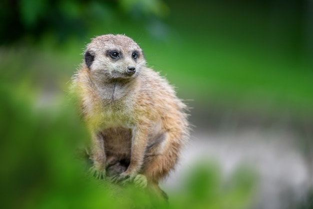 Cute meerkat standing looking for something