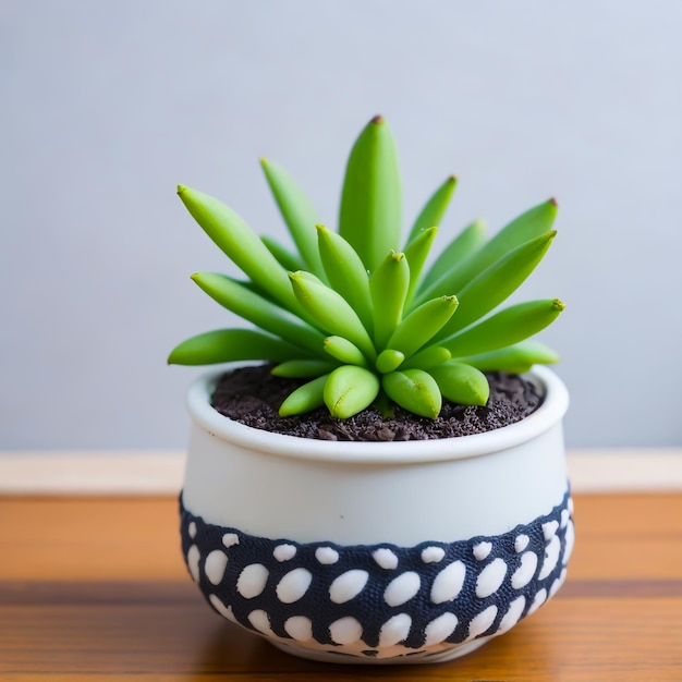 Cute mini haworthia succulant plant in a pot