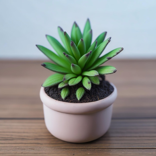 cute mini Haworthia succulant plant in a pot