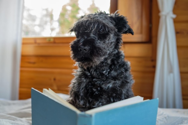 Cute miniature black schnauzer reading a book