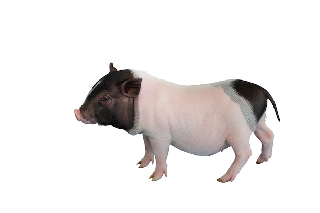 Cute miniature pig isolated on white background.