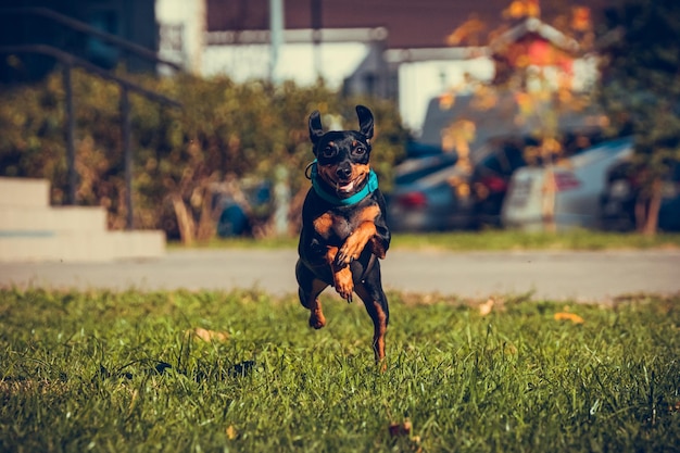 Foto simpatico cane pinscher in miniatura che corre e salta nell'erba